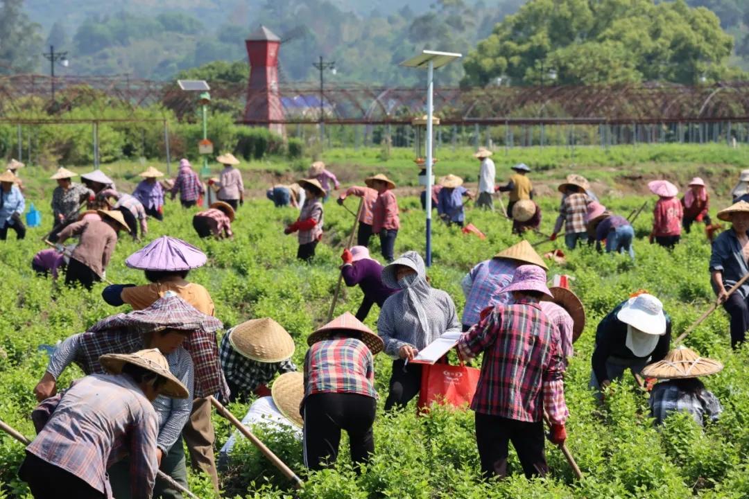  花田总动员！永泰数百名花农共忙一件事